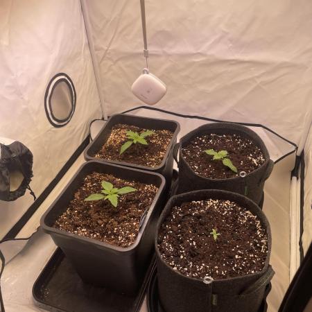Gelato & Lemon Mandarin Kitchen Grow