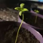 blackberry auto