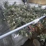 2 AK-47 / 2 Girl Scout Cookies