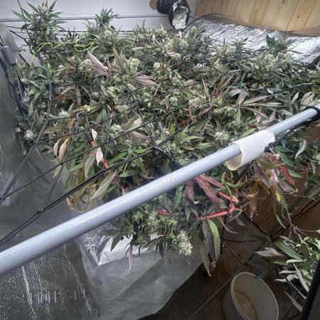 2 AK-47 / 2 Girl Scout Cookies