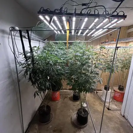 2 AK-47 / 2 Girl Scout Cookies