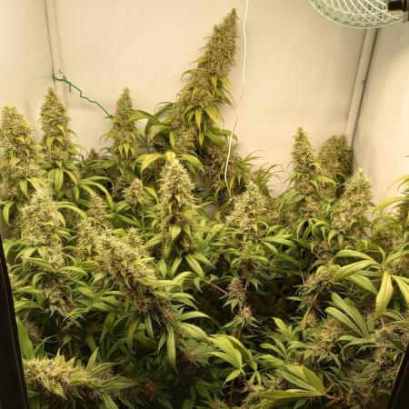 Bubblegum XXL clone
