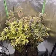 Rqs Mix 1. Mal living soil
