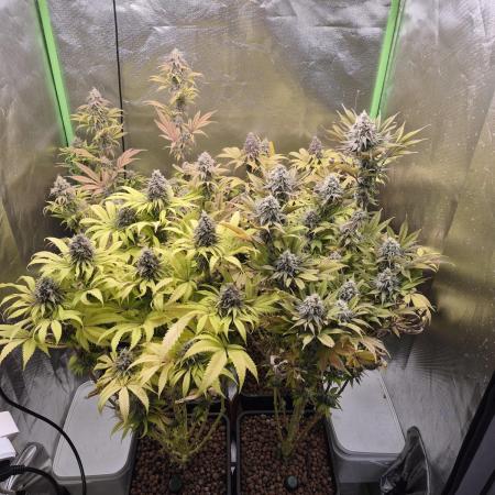 Rqs Mix 1. Mal living soil