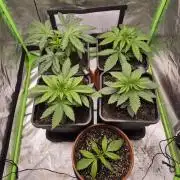 Rqs Mix 1. Mal living soil