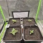 Rqs Mix 1. Mal living soil