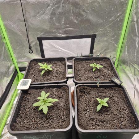 Rqs Mix 1. Mal living soil