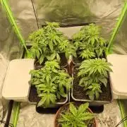 Rqs Mix 1. Mal living soil