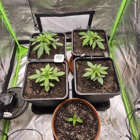 Rqs Mix 1. Mal living soil