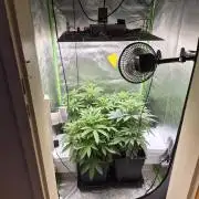 Rqs Mix 1. Mal living soil