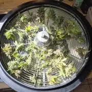 Rqs Mix 1. Mal living soil