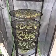 Rqs Mix 1. Mal living soil