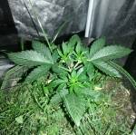 Royal gorilla notill 