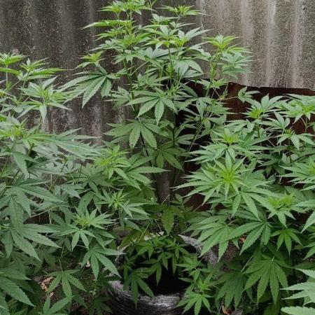 Old School Haze