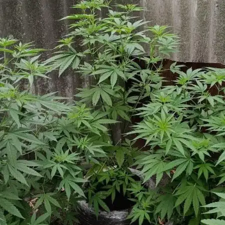 Old School Haze