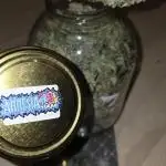 Seeds Mafia  - Amnesia X3 Turbo Feminized