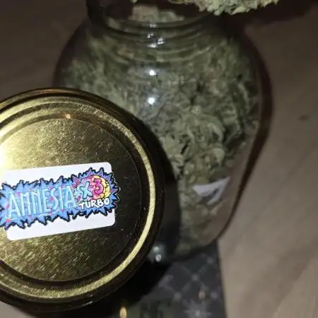 Seeds Mafia  - Amnesia X3 Turbo Feminized
