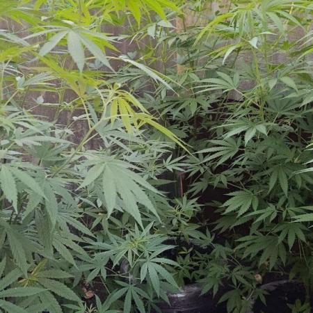 Old School Haze