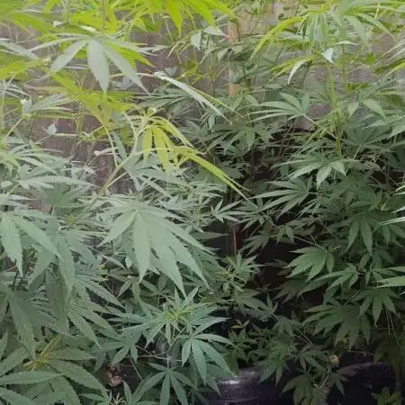 Old School Haze