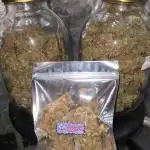 Seeds Mafia Creamy Beast Turbo Feminized
