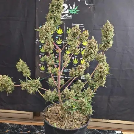 Test FBA 2504 42Fast Buds