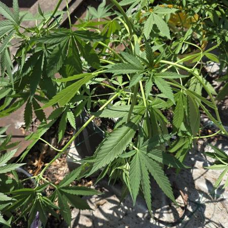 SWEET SEEDS  Red Hot Cookies
