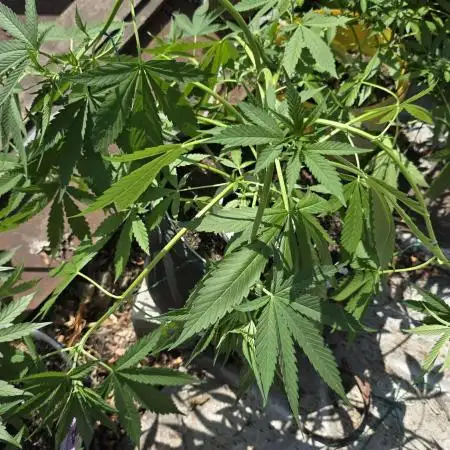 SWEET SEEDS  Red Hot Cookies