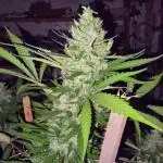 SEEDSTOCKERS -AMARETTO TARMAC AUTO