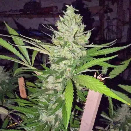 SEEDSTOCKERS -AMARETTO TARMAC AUTO