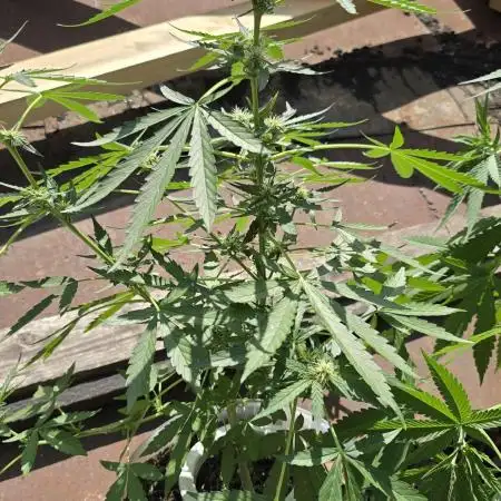 Anesia Seeds  - Sticky Boof Auto
