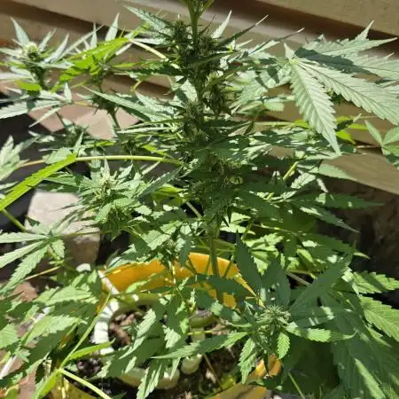 SEEDSTOCKERS -AMARETTO TARMAC AUTO