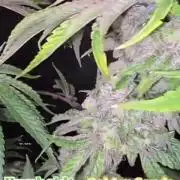 Humboldt Seed Company Europe – Golden Sands - 2