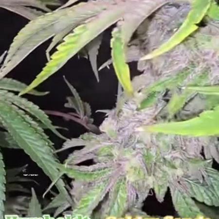Humboldt Seed Company Europe – Golden Sands - 2