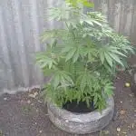 Old School Haze