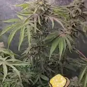 Humboldt - Golden Sands 1