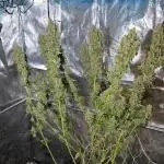 Sweet Seeds Gorilla Girl