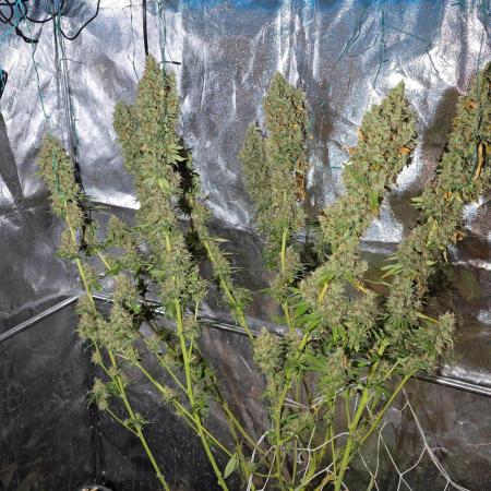 Sweet Seeds Gorilla Girl