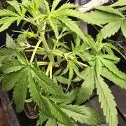 Divine Seeds  - Auto Kabul