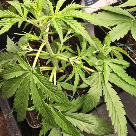 Divine Seeds  - Auto Kabul