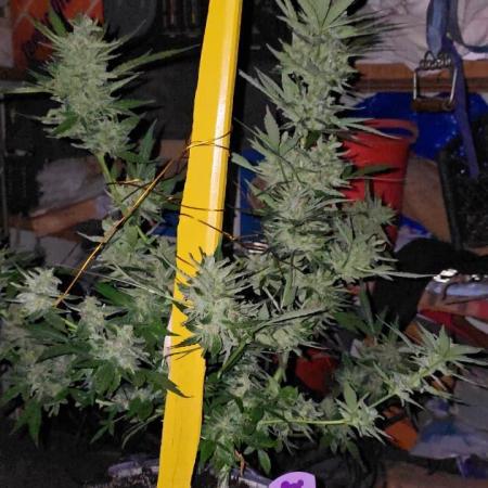 Anesia Seeds  - Sticky Boof Auto