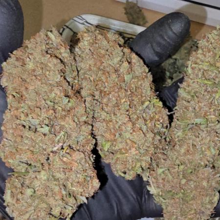 Divine Seeds  - Opium