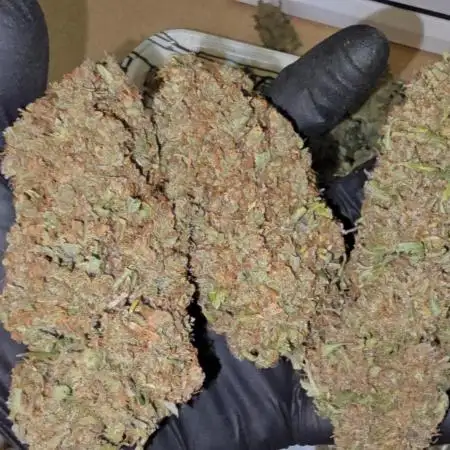 Divine Seeds  - Opium