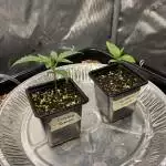 Canubis Autopot Adventure