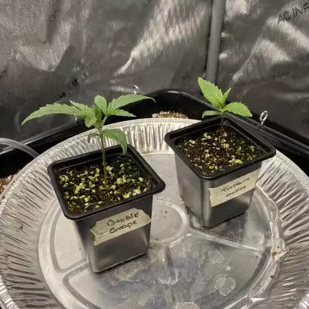 Canubis Autopot Adventure