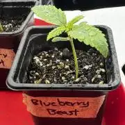 Photoperiod Autopot Run