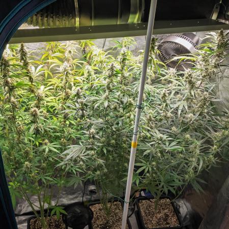Permanent Jealousy Auto - Autopot / Coco