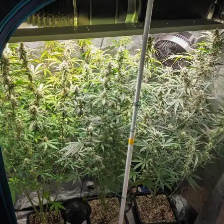 Permanent Jealousy Auto - Autopot / Coco