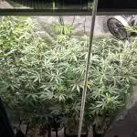 Divine Big Demon Auto / Autopot + Coco