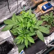 Granite Haze F7 in Autopot + Coco