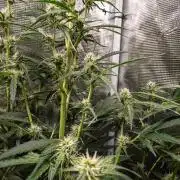 Zombie Kush Auto | 3L Coco Tray2Grow